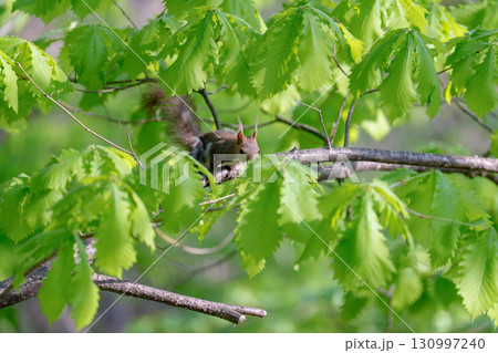 初夏の北海道で新緑の枝に佇むエゾリス 初夏の北海道で新緑の枝に佇むエゾリス 130997240