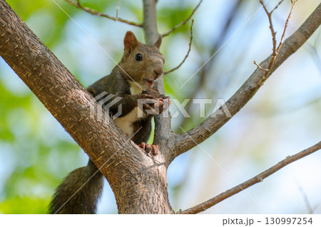初夏の北海道で新緑の枝に佇むエゾリス 初夏の北海道で新緑の枝に佇むエゾリス 130997254