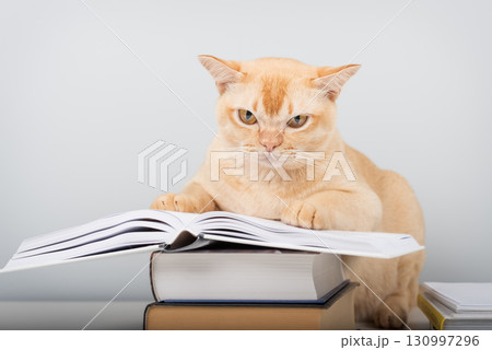 Burmese cat reading book at table - smart pet with books against blue wall with copy space Burmese cat reading book at table - smart pet with books against blue wall with copy space 130997296