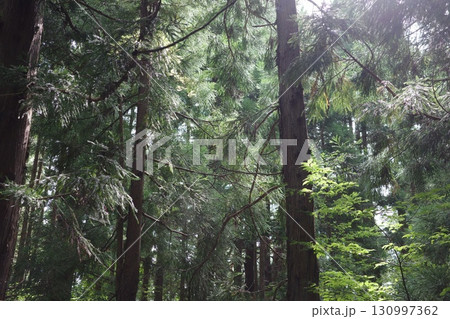 真夏の強い日差しを浴びて、スギ林の緑が輝き、清々しい光景をつくり出しています。 真夏の強い日差しを浴びて、スギ林の緑が輝き、清々しい光景をつくり出しています。 130997362