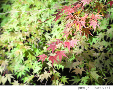 緑の葉と赤い紅葉 緑の葉と赤い紅葉 130997471