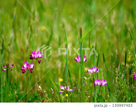 初夏の草原に咲く蓮華 130997483