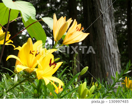 黄色い百合の花 130997485