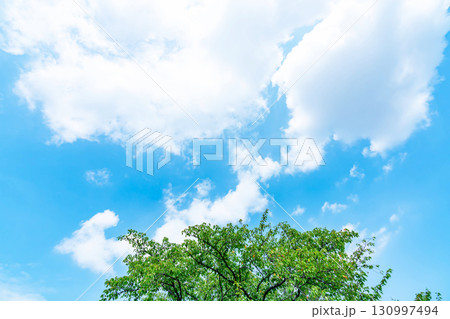 青空と雲と木立 青空と雲と木立 130997494