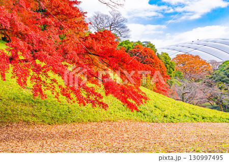 【東京都】紅葉期の小石川後楽園 【東京都】紅葉期の小石川後楽園 130997495