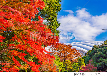 【東京都】紅葉期の小石川後楽園 130997500