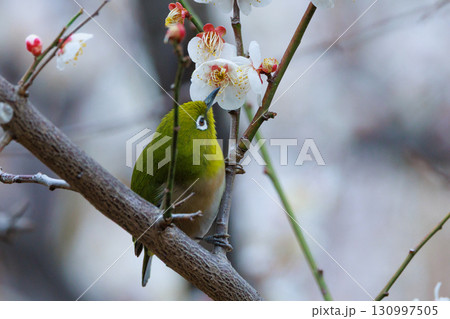 梅に鶯と勘違いされる梅にメジロ 130997505