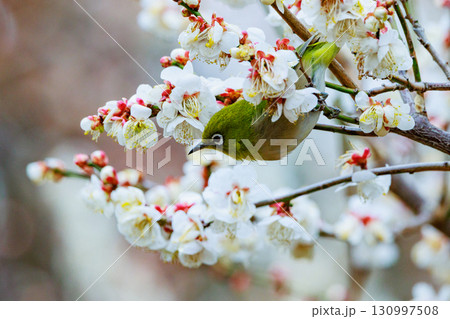 梅に鶯と勘違いされる梅にメジロ 130997508