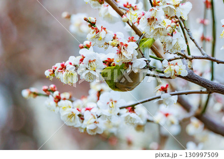梅に鶯と勘違いされる梅にメジロ 梅に鶯と勘違いされる梅にメジロ 130997509