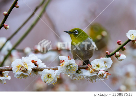 梅に鶯と勘違いされる梅にメジロ 130997513