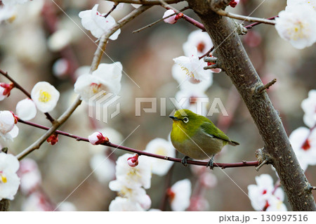 梅に鶯と勘違いされる梅にメジロ 130997516