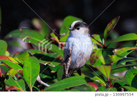 愛くるしい仕草で人気者の小さな白い鳥 エナガ 愛くるしい仕草で人気者の小さな白い鳥 エナガ 130997554