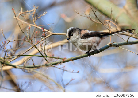 愛くるしい仕草で人気者の小さな白い鳥 エナガ 愛くるしい仕草で人気者の小さな白い鳥 エナガ 130997556