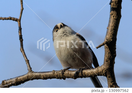 愛くるしい仕草で人気者の小さな白い鳥 エナガ 130997562
