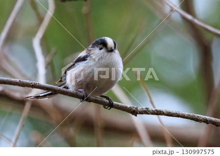 愛くるしい仕草で人気者の小さな白い鳥 エナガ 愛くるしい仕草で人気者の小さな白い鳥 エナガ 130997575
