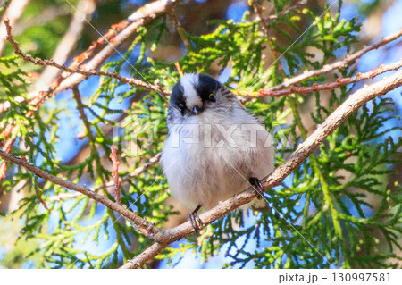 愛くるしい仕草で人気者の小さな白い鳥 エナガ 愛くるしい仕草で人気者の小さな白い鳥 エナガ 130997581