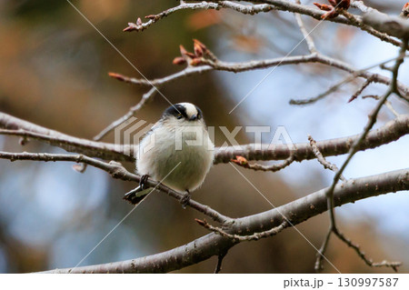 愛くるしい仕草で人気者の小さな白い鳥 エナガ 130997587