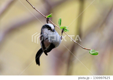 愛くるしい仕草で人気者の小さな白い鳥 エナガ 130997625