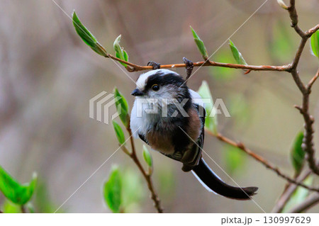 愛くるしい仕草で人気者の小さな白い鳥 エナガ 愛くるしい仕草で人気者の小さな白い鳥 エナガ 130997629