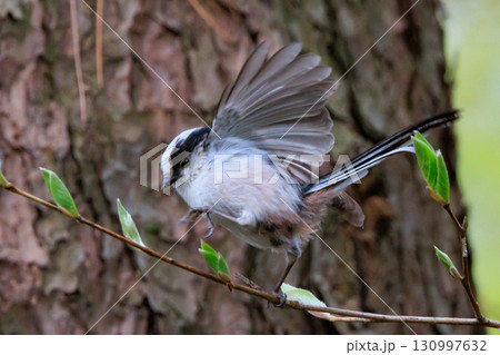 愛くるしい仕草で人気者の小さな白い鳥 エナガ 愛くるしい仕草で人気者の小さな白い鳥 エナガ 130997632