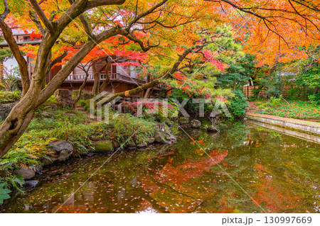 【東京都】紅葉最盛期の小石川後楽園 【東京都】紅葉最盛期の小石川後楽園 130997669
