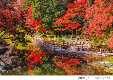 【東京都】紅葉最盛期の小石川後楽園 130997679