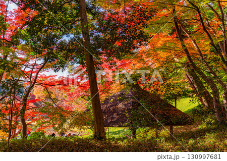 【東京都】紅葉最盛期の小石川後楽園 【東京都】紅葉最盛期の小石川後楽園 130997681