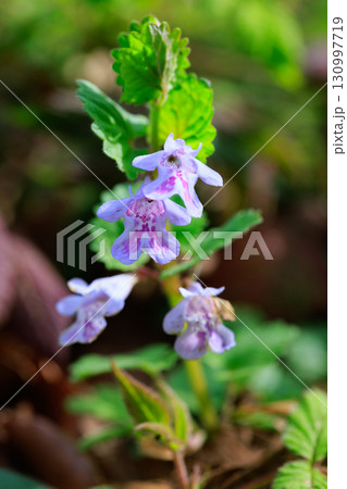 薬草やハーブティーとしても親しまれている春に咲くカキドウシ 130997719