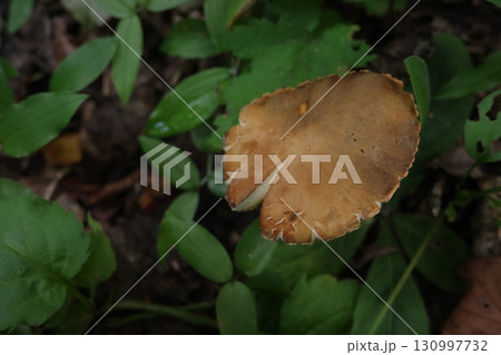 ミズナラやブナの広葉樹林の林床に、鮮やかなイロガワリベニタケが顔を出している。森の中に彩りを添える初 ミズナラやブナの広葉樹林の林床に、鮮やかなイロガワリベニタケが顔を出している。森の中に彩りを添える初 130997732