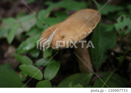 ミズナラやブナの広葉樹林の林床に、鮮やかなイロガワリベニタケが顔を出している。森の中に彩りを添える初 ミズナラやブナの広葉樹林の林床に、鮮やかなイロガワリベニタケが顔を出している。森の中に彩りを添える初 130997733