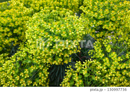 Plant background of flowering Euphorbias 130997736