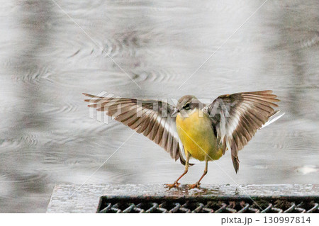 警戒心が強く、水辺を好んであざやかなレモンイエローを纏う綺麗な鳥のキセキレイ 130997814