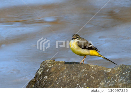 警戒心が強く、水辺を好んであざやかなレモンイエローを纏う綺麗な鳥のキセキレイ 130997826