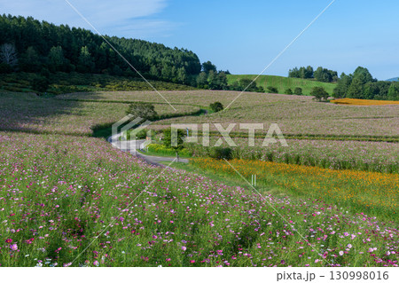 北海道遠軽町の太陽の丘えんがる公園　コスモス畑 130998016