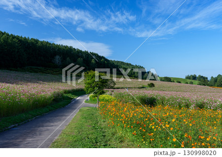 北海道遠軽町の太陽の丘えんがる公園 コスモス畑 北海道遠軽町の太陽の丘えんがる公園 コスモス畑 130998020