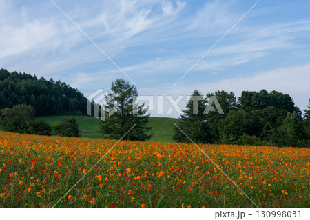 北海道遠軽町の太陽の丘えんがる公園　コスモス畑 130998031