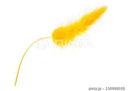grass rabbit tail isolated grass rabbit tail isolated 130998039