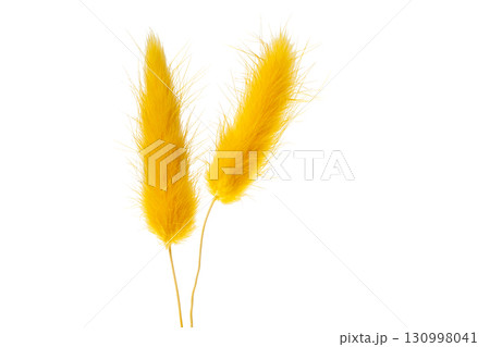 grass rabbit tail isolated 130998041