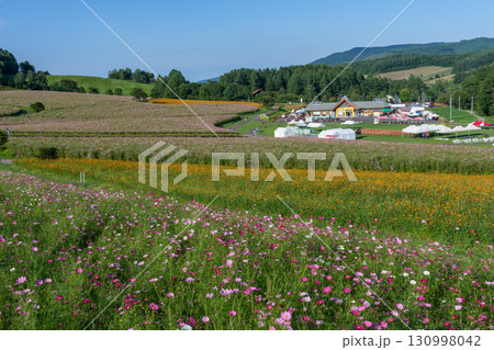 北海道遠軽町の太陽の丘えんがる公園　コスモス畑 130998042