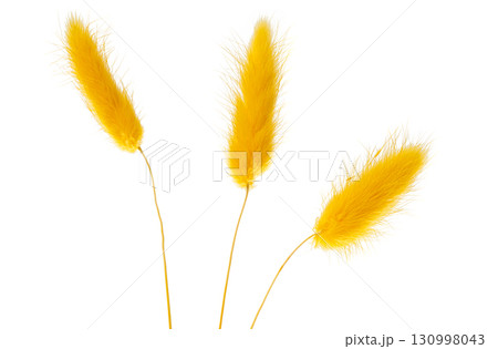grass rabbit tail isolated 130998043