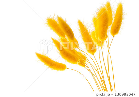 grass rabbit tail isolated 130998047