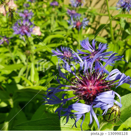 Group of blooming Centaurea montana flowers with violet-blue petals and purple centers growing in a sunny garden, showing ornamental wild perennials in natural habitat. 130998128