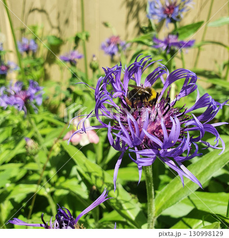 Bumblebee on Centaurea montana flower with violet petals and purple center, pollinating in bright sunlight, surrounded by green garden foliage and other blossoms. Bumblebee on Centaurea montana flower with violet petals and purple center, pollinating in bright sunlight, surrounded by green garden foliage and other blossoms. 130998129