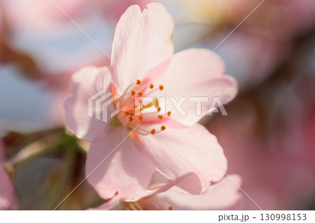 出会いと別れを彩る日本の花　サクラ 130998153