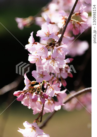 出会いと別れを彩る日本の花　サクラ 130998154