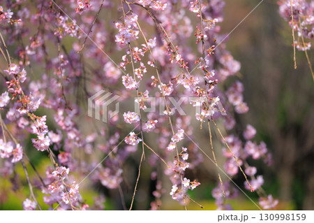 出会いと別れを彩る日本の花　サクラ 130998159