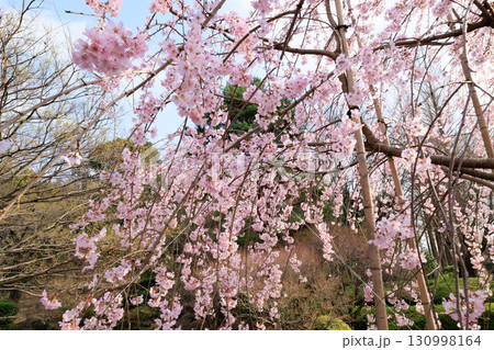 出会いと別れを彩る日本の花　サクラ 130998164