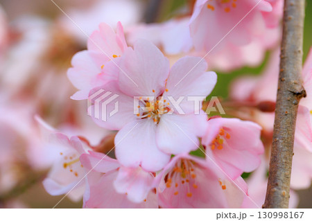 出会いと別れを彩る日本の花　サクラ 130998167