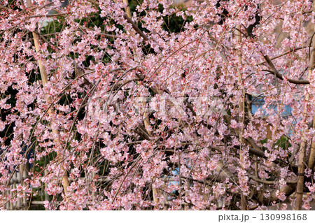 出会いと別れを彩る日本の花 サクラ 出会いと別れを彩る日本の花 サクラ 130998168