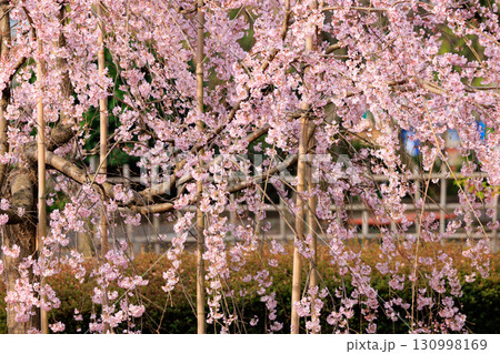 出会いと別れを彩る日本の花　サクラ 130998169